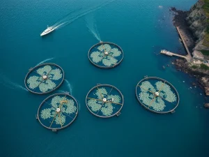 El auge de la acuicultura redefine el futuro de la gran industria gallega