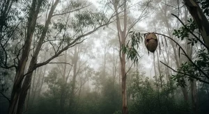 Vigo frente al reto de la avispa asiática