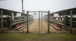 Gripe aviar: lecciones y retos tras el confinamiento de las aves