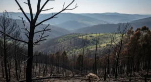 Galicia respira tras los grandes incendios de Ponteareas y Carballo