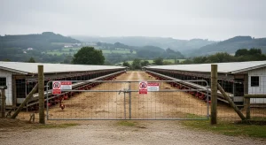 Galicia revisa a súa estratexia fronte á gripe aviaria: que nos ensina esta desescalada?