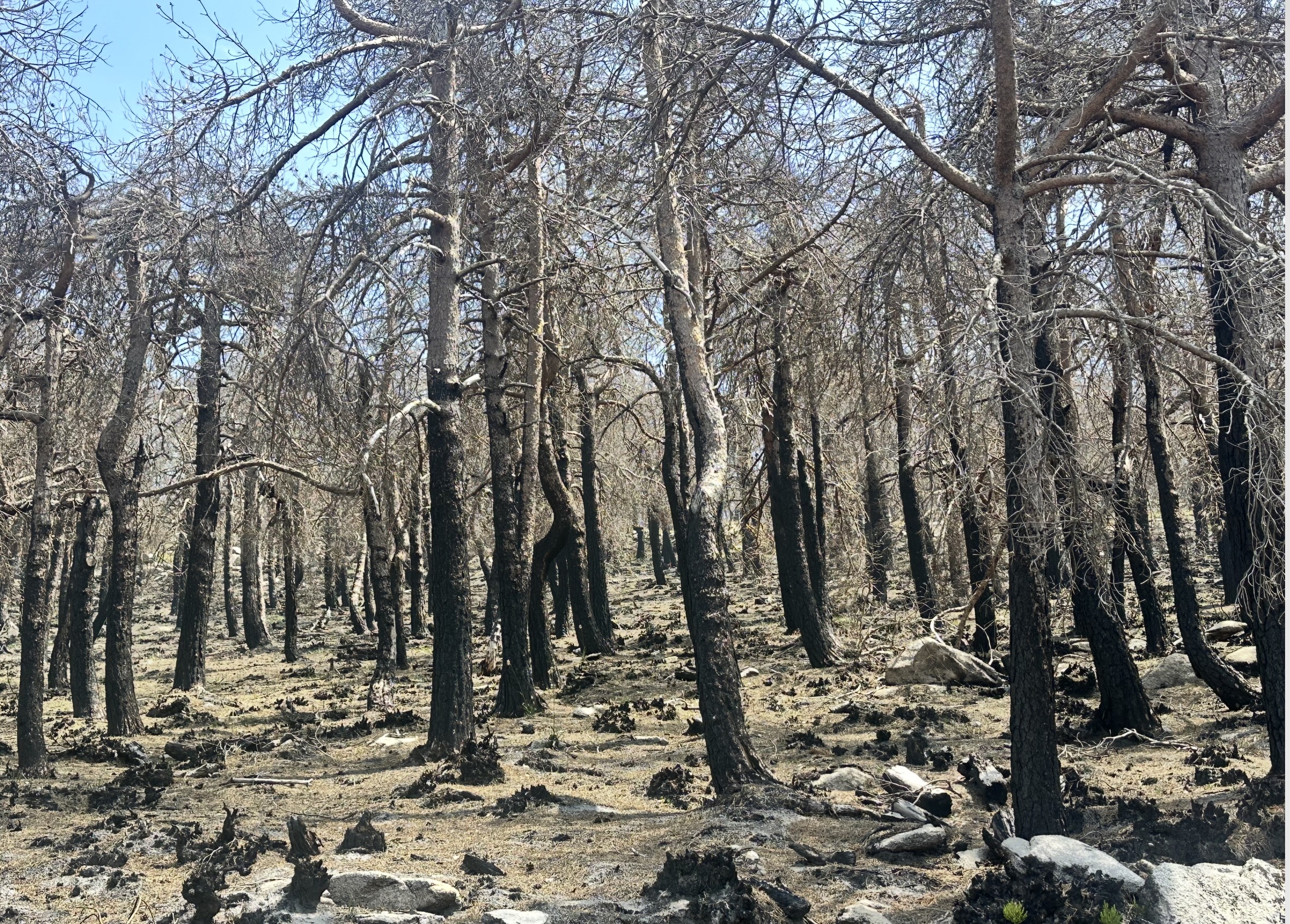 La regeneración postincendio de Galicia, bajo la lente en Cabeza Grande de Manzaneda