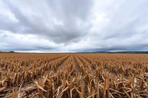 El cerrojo del clima: cientos de hectáreas de maíz perdidas en Mazaricos ante la