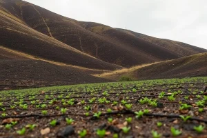 Valdeorras siembra 120 millones de semillas con drones para frenar la erosión tr