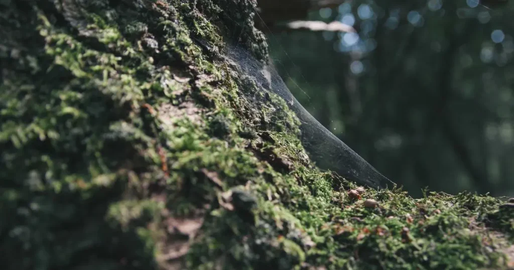 El temporal tira en Cospeito las antenas alemanas: heridas de guerra en A Terra