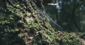 El temporal tira en Cospeito las antenas alemanas: heridas de guerra en A Terra